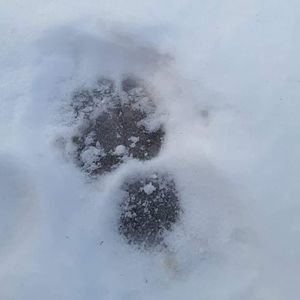 Meet your Posher, Patty